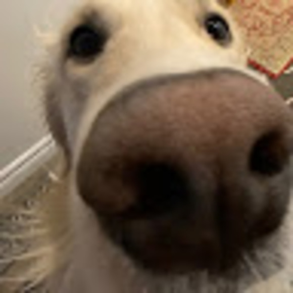 Meet your Posher, Sienna - Picture 1 of 1